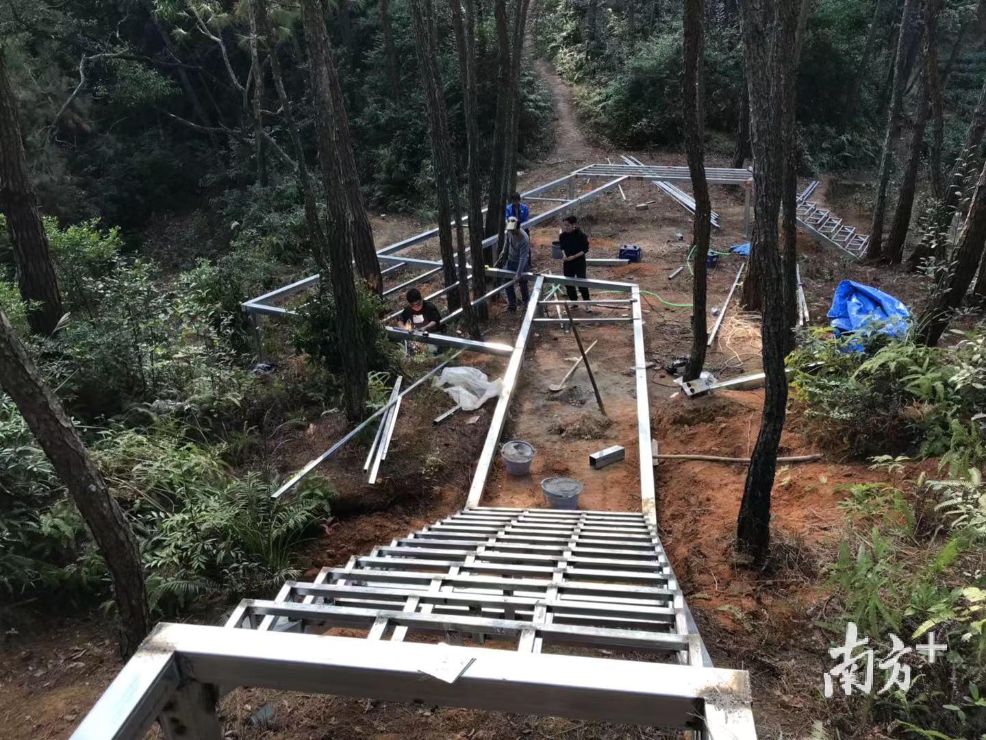 在茶山林地上打造木栈道。