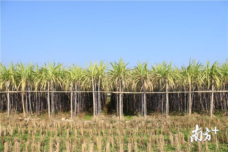 横石水镇以盛产黑皮果蔗著名,果蔗种植面积达两万多亩。陈咏怀 摄 横石水镇以盛产黑皮果蔗著名,果蔗种植面积达两万多亩。陈咏怀 摄