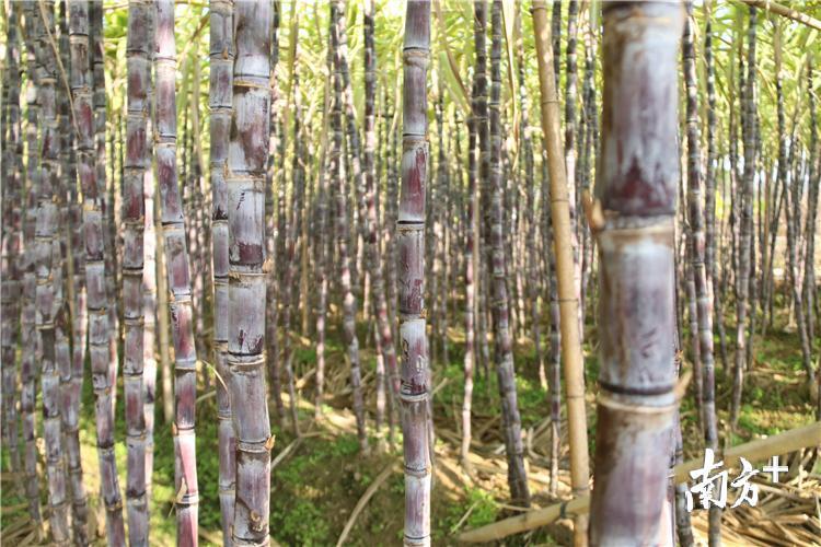 目前横石水镇农促会正着力打造“定丰瑞”甘蔗商标品牌,+提高黑皮果蔗的市场竞争力。陈咏怀 摄 目前横石水镇农促会正着力打造“定丰瑞”甘蔗商标品牌,+提高黑皮果蔗的市场竞争力。陈咏怀 摄