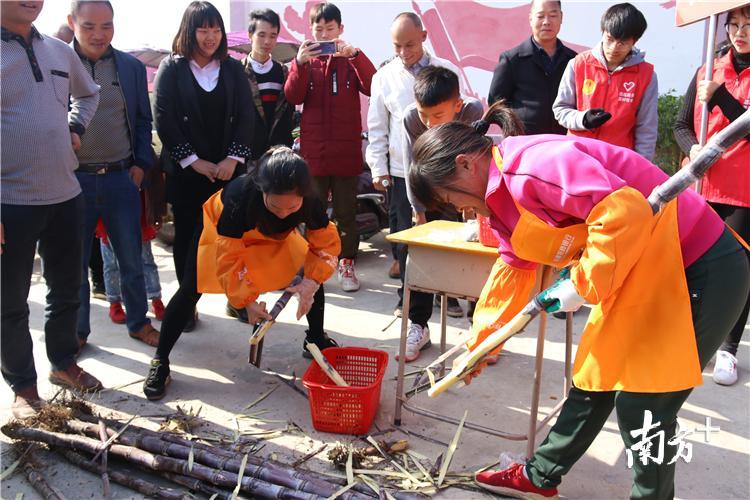 参赛村民们现场削甘蔗。陈咏怀 摄 参赛村民们现场削甘蔗。陈咏怀 摄
