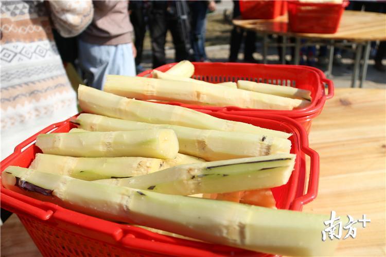 黑皮果蔗节间较长且匀称,含糖量丰富,十分清甜。陈咏怀 摄 黑皮果蔗节间较长且匀称,含糖量丰富,十分清甜。陈咏怀 摄