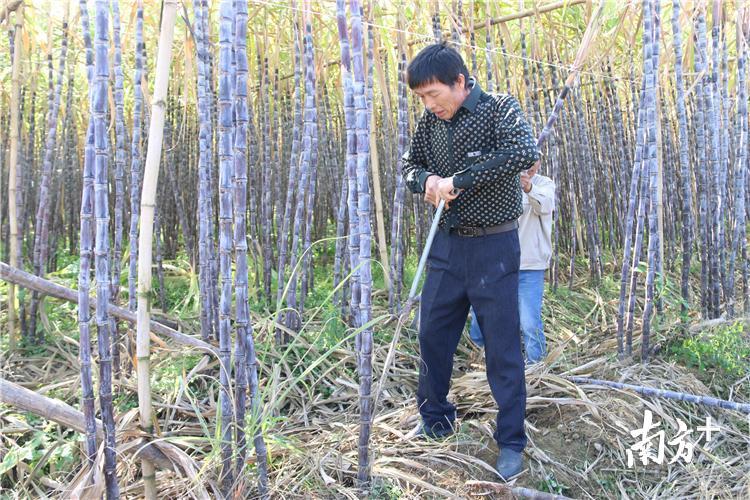 横石水镇农民化身成运动健将,争分夺秒砍甘蔗。陈咏怀 摄 横石水镇农民化身成运动健将,争分夺秒砍甘蔗。陈咏怀 摄