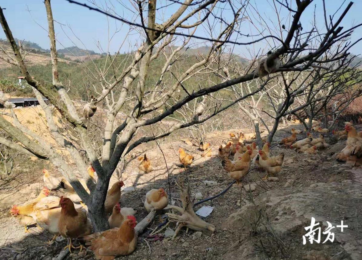 三华李果树下养鸡。 三华李果树下养鸡。