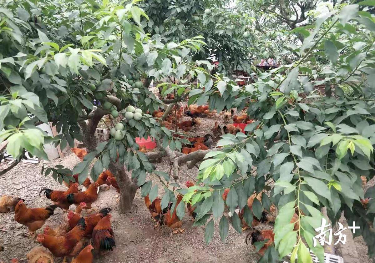 夏季的三华李果园。资料图 夏季的三华李果园。资料图