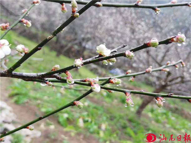 世外梅园梅花凌寒绽开。
