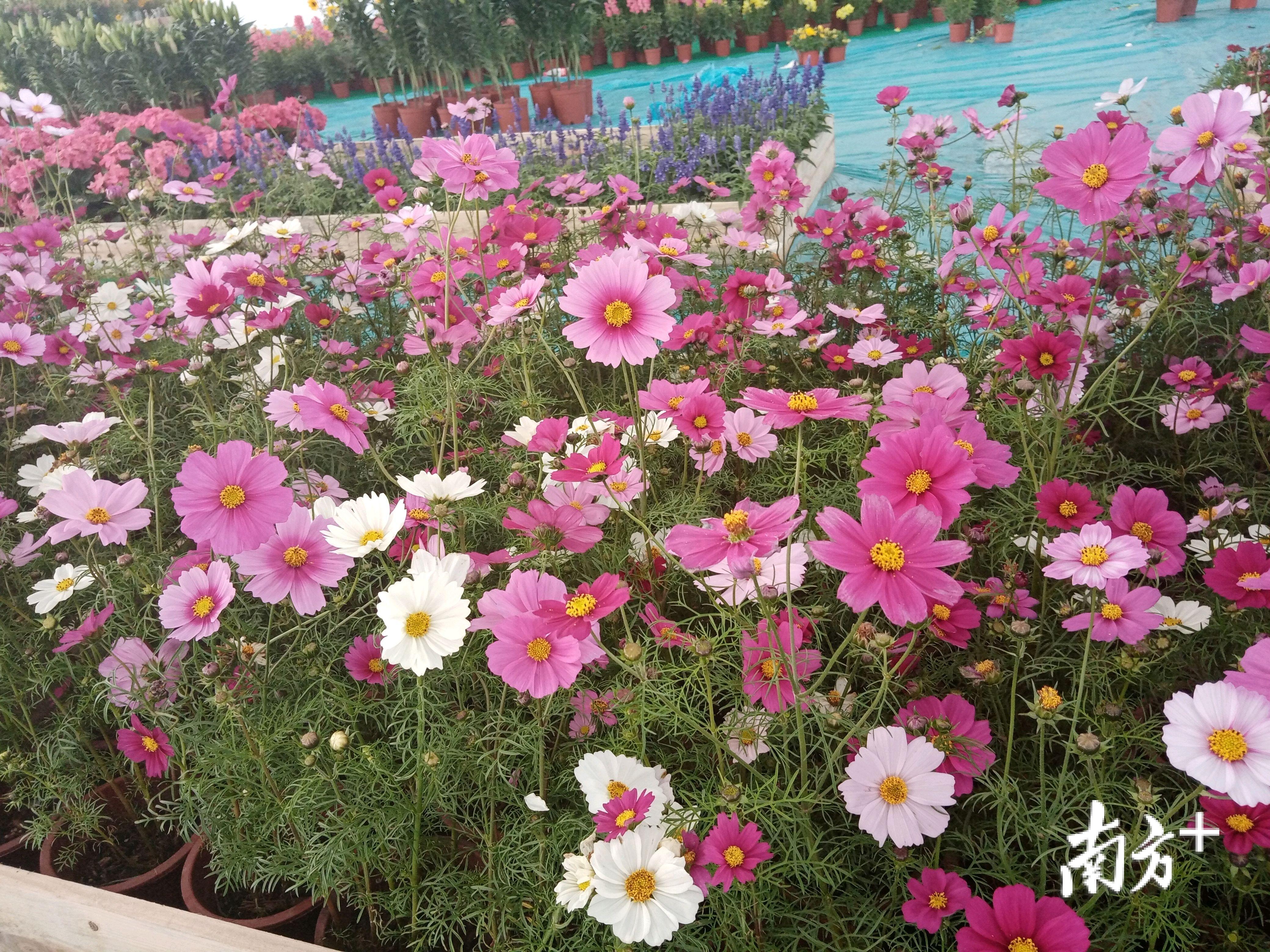 此届百合花会馆将展示300多万种花卉。图为小盆栽。汤晓微 摄