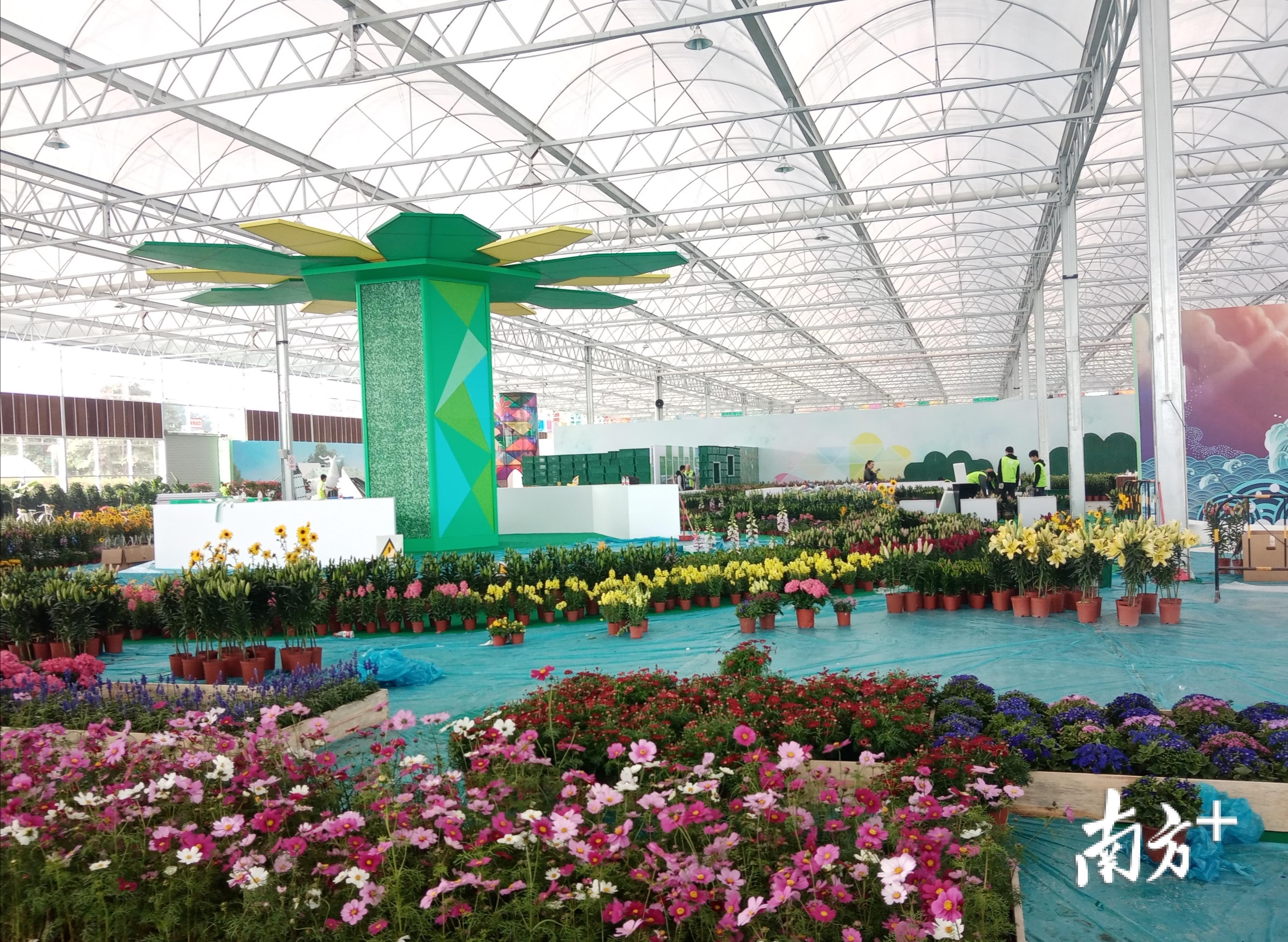 百合花场馆内一角。汤晓微 摄