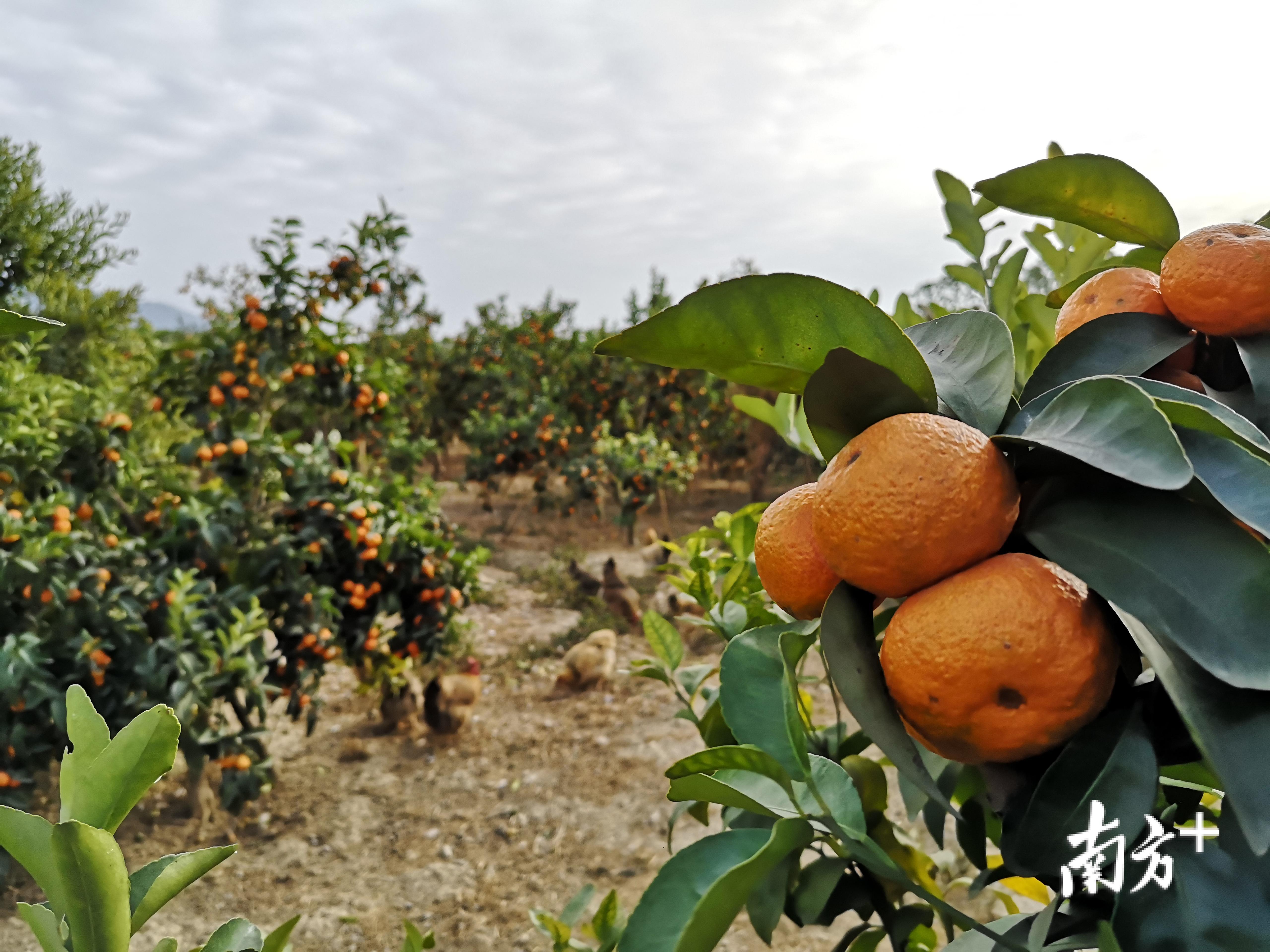 砂糖桔味道鲜美极甜,是秋冬佳果之一。 砂糖桔味道鲜美极甜,是秋冬佳果之一。