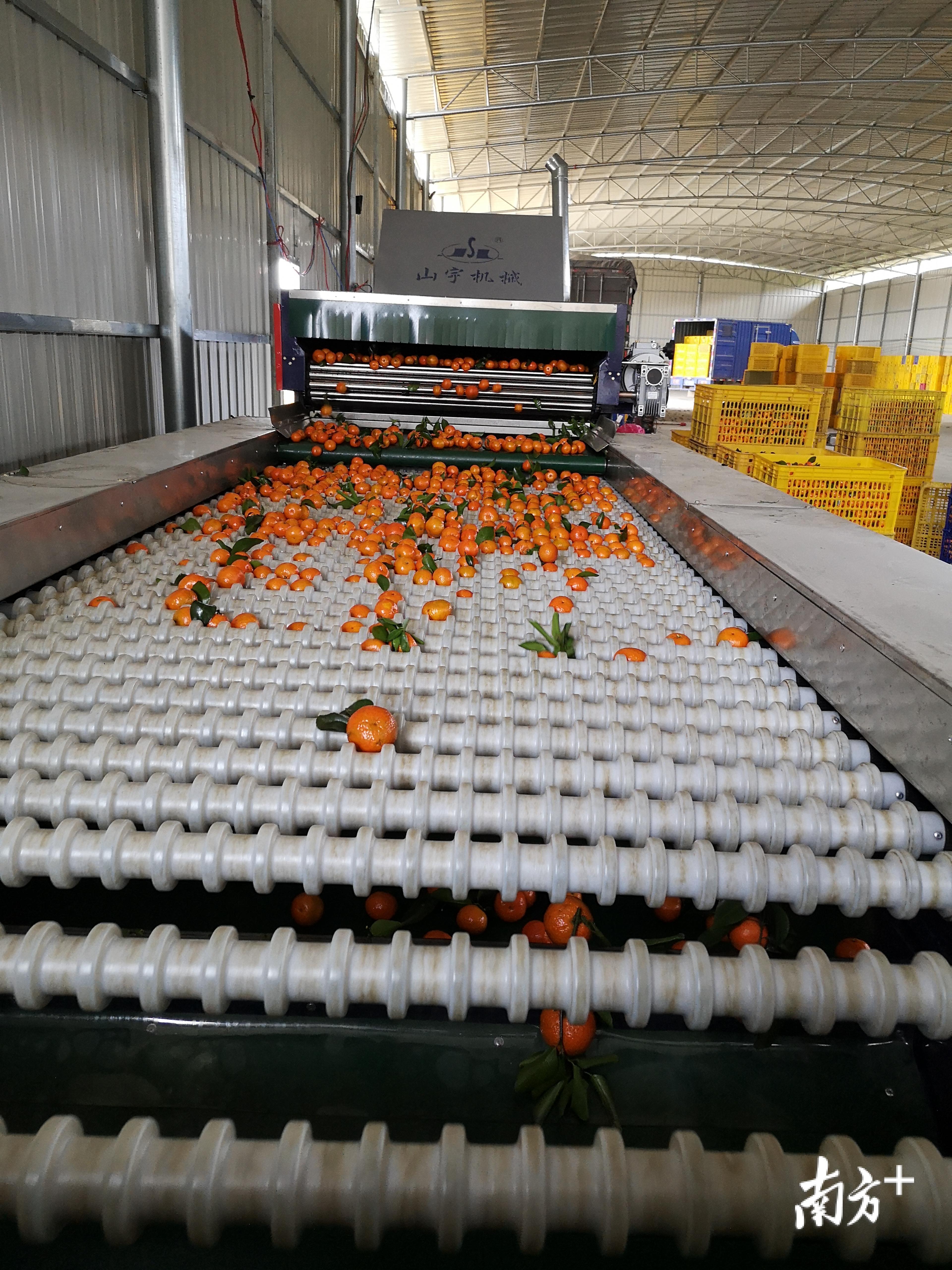 连平县田源镇砂糖桔产业年产值过亿元。 连平县田源镇砂糖桔产业年产值过亿元。