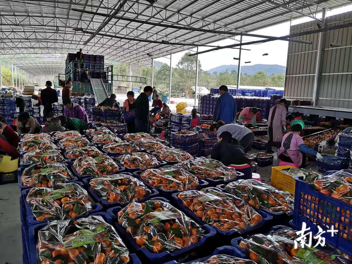 砂糖桔服务中心实现产业链的完善和产业升级。 砂糖桔服务中心实现产业链的完善和产业升级。