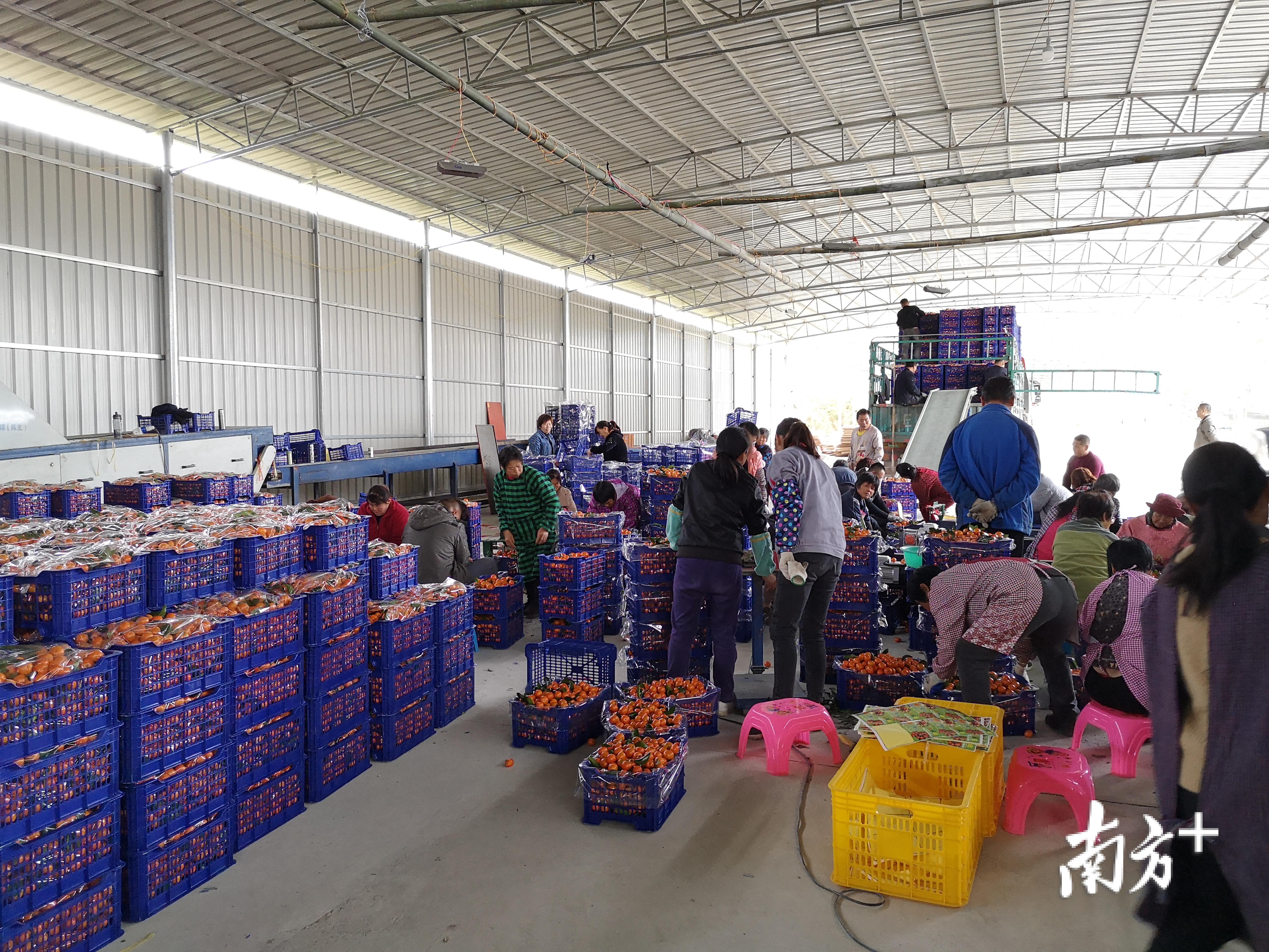 田源镇建立了砂糖桔服务中心。 田源镇建立了砂糖桔服务中心。