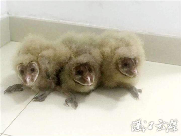 被救出的三只猴面鹰。