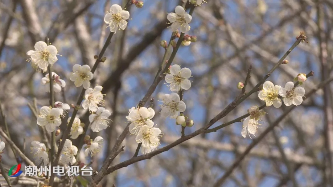 暗香浮动,饶平大门坑2000亩梅花竞相绽放