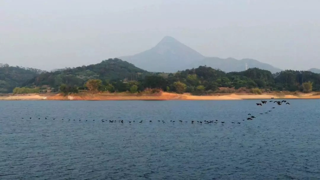 萬千鸕鷀戲水饒平湯溪水庫