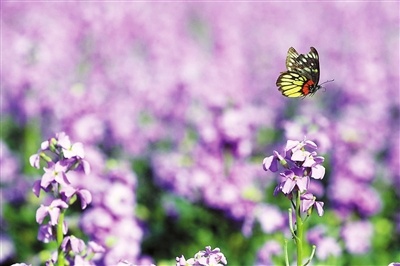 花香彩蝶飞