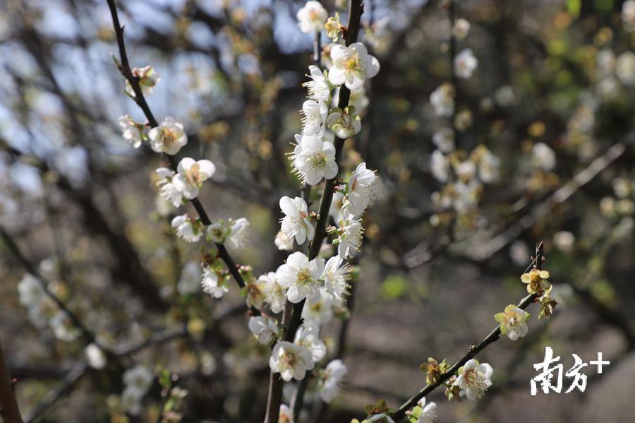 洪志滨 摄 洪志滨 摄