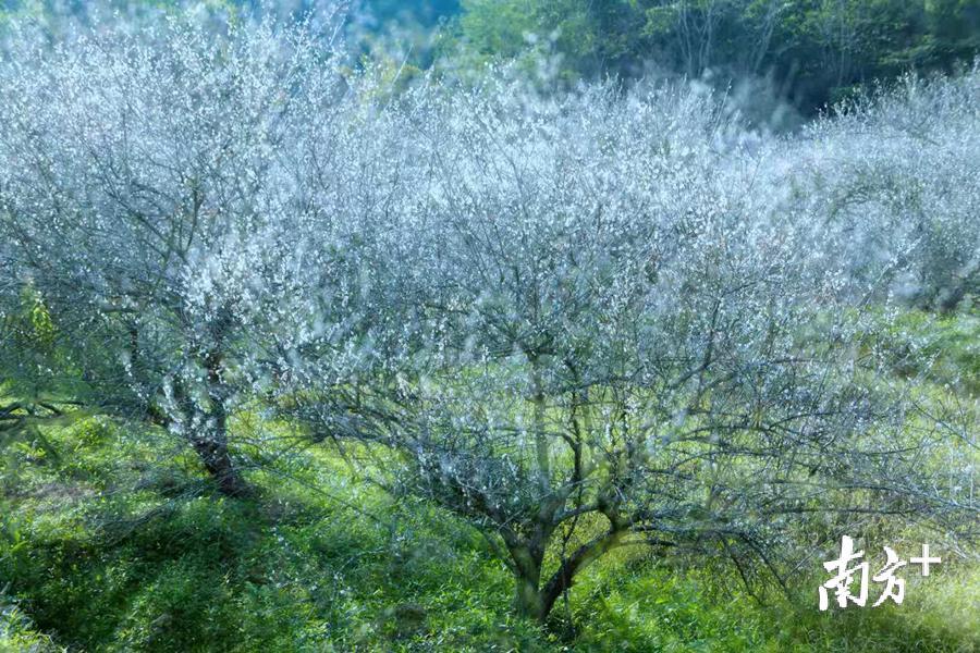 庄建明 摄 庄建明 摄