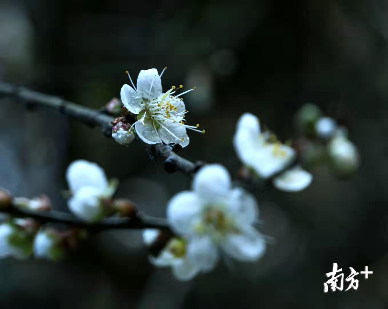庄建明 摄 庄建明 摄