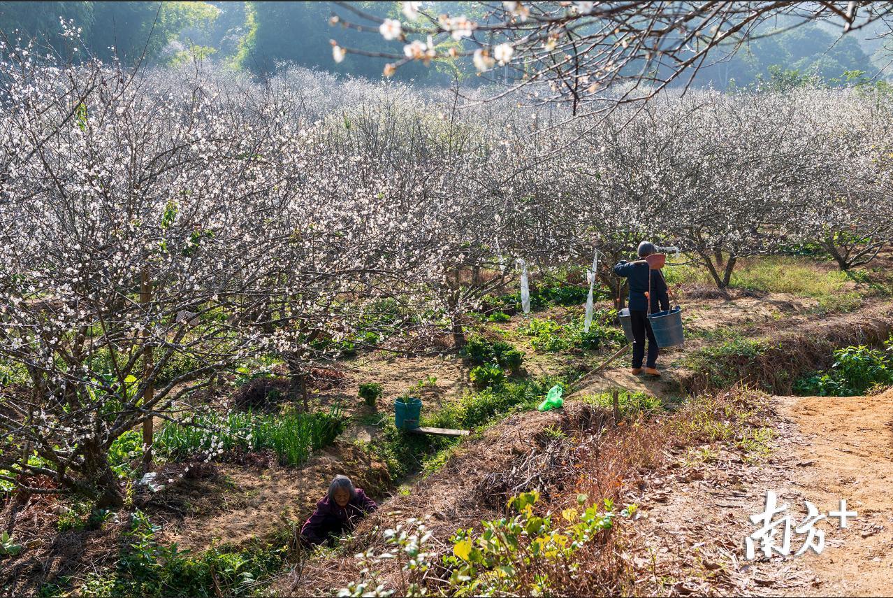 陈锡荣 摄 陈锡荣 摄