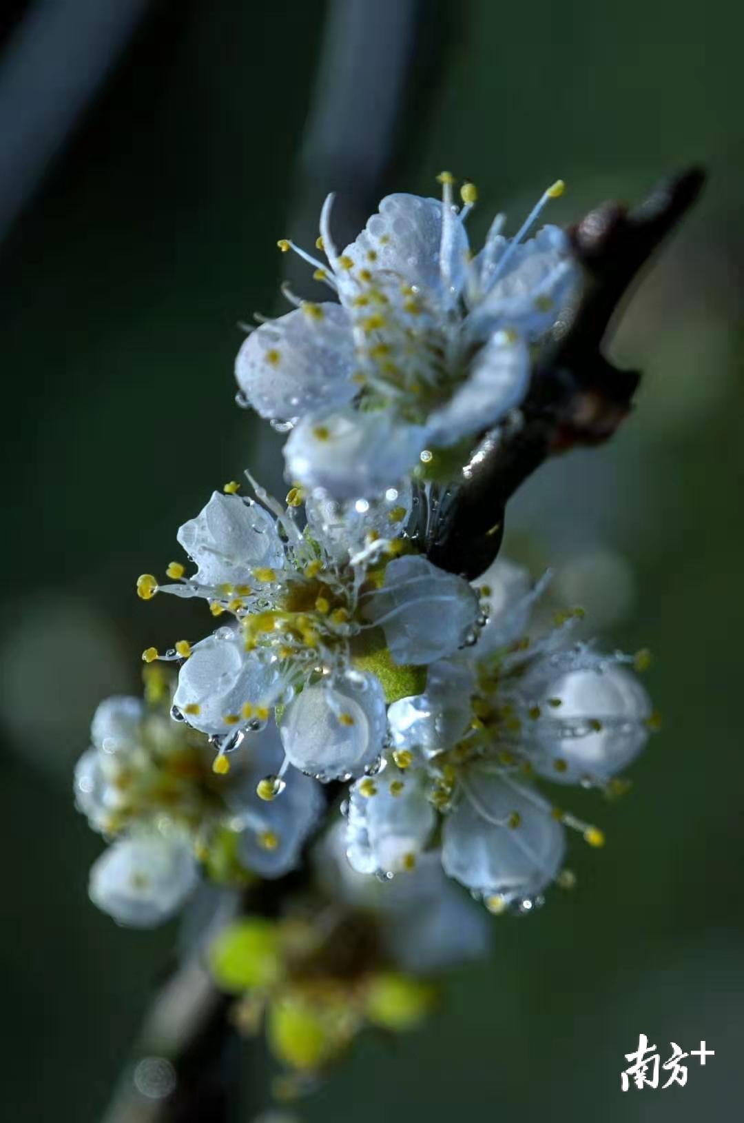 庄建明 摄 庄建明 摄
