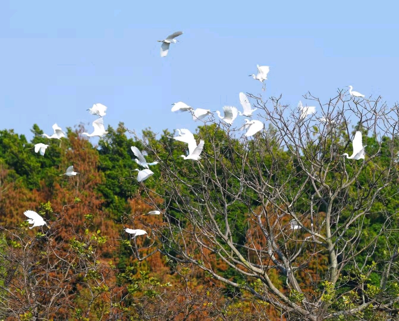 大批候鳥飛臨廣東溼地,廣東進入最佳觀鳥季