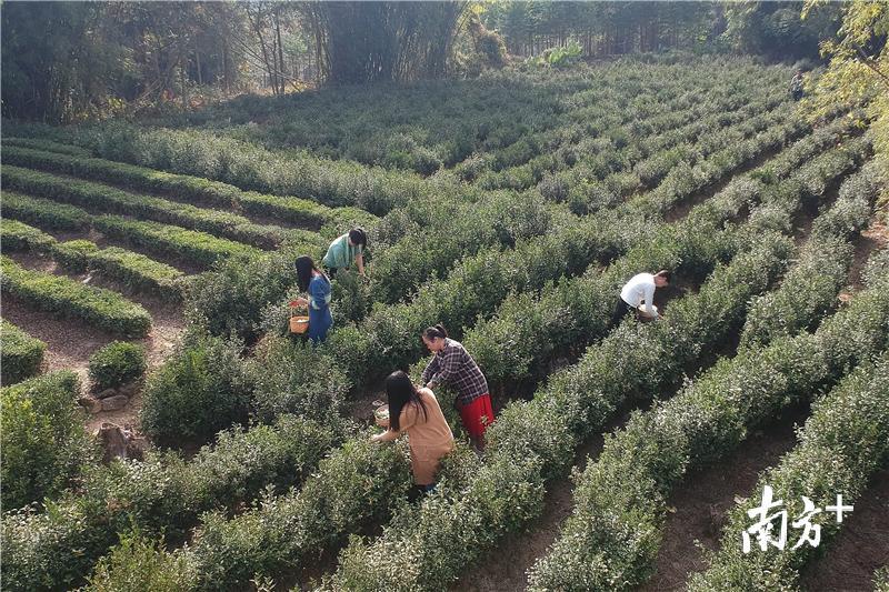 湖镇镇岗南村的茶农在采摘石芽坝山茶花。梁维春 摄