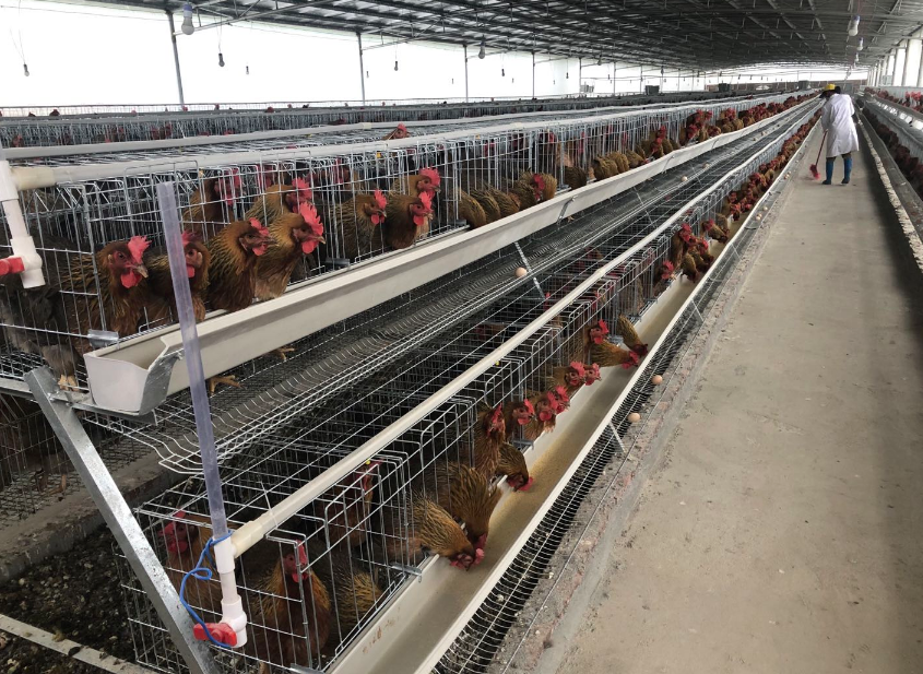 年产鸡苗千万只英德这个鸡场投产啦助村集体收入翻五倍