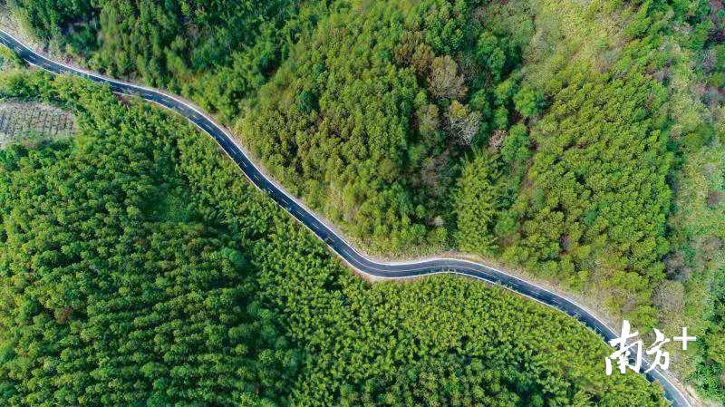 “广东最美公路”阅丹公路从树林中穿越而过。龙全明 摄