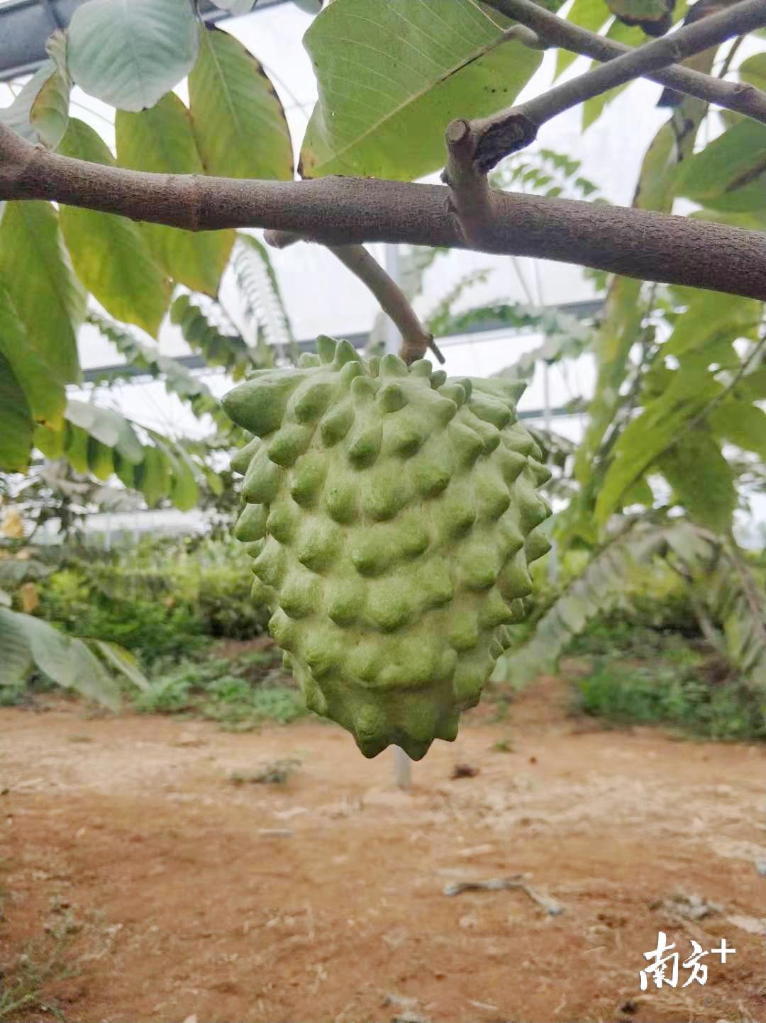 抵得上拳头大小的释迦果坠得枝叶低低下垂，摘下过秤，单果能达到1.5斤。