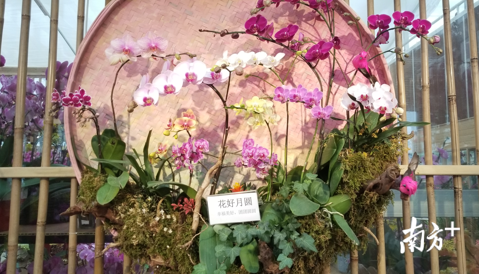 五颜六色的小型精致蝴蝶兰受到了不少消费者的欢迎。羊建溶 摄 五颜六色的小型精致蝴蝶兰受到了不少消费者的欢迎。羊建溶 摄