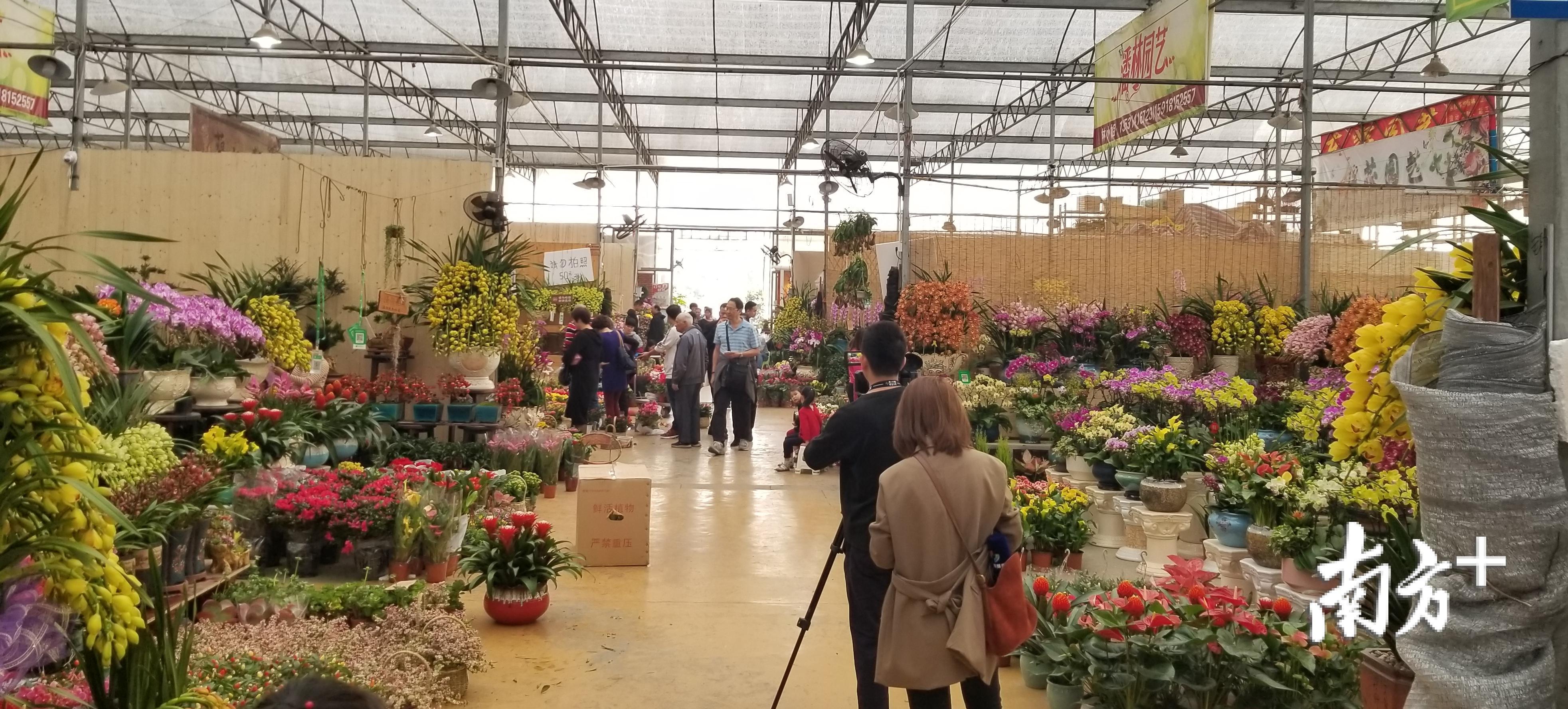 刚刚开幕的陈村迎春花市人来人往。羊建溶摄 刚刚开幕的陈村迎春花市人来人往。羊建溶摄