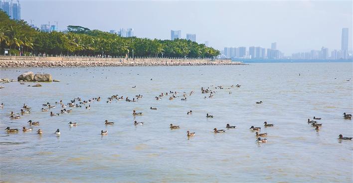 昨日，深圳湾公园野鸭成群、白鹭栖息，一幅人与自然共融共生的美丽画卷正在冬日徐徐展开。深圳特区报记者 刘奥 摄