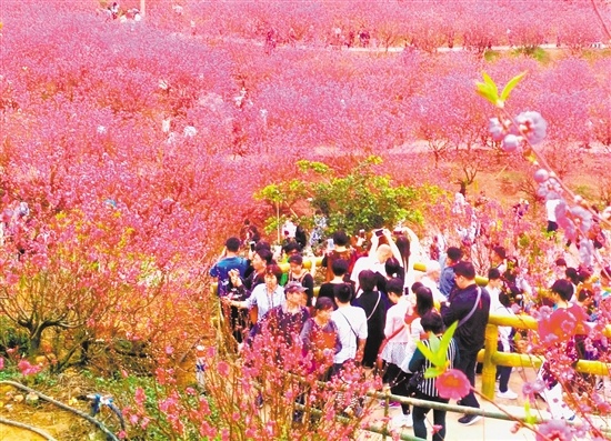 随着江门旅游业的发展，越来越多的游客走进江门游玩，图为白水带桃花园。