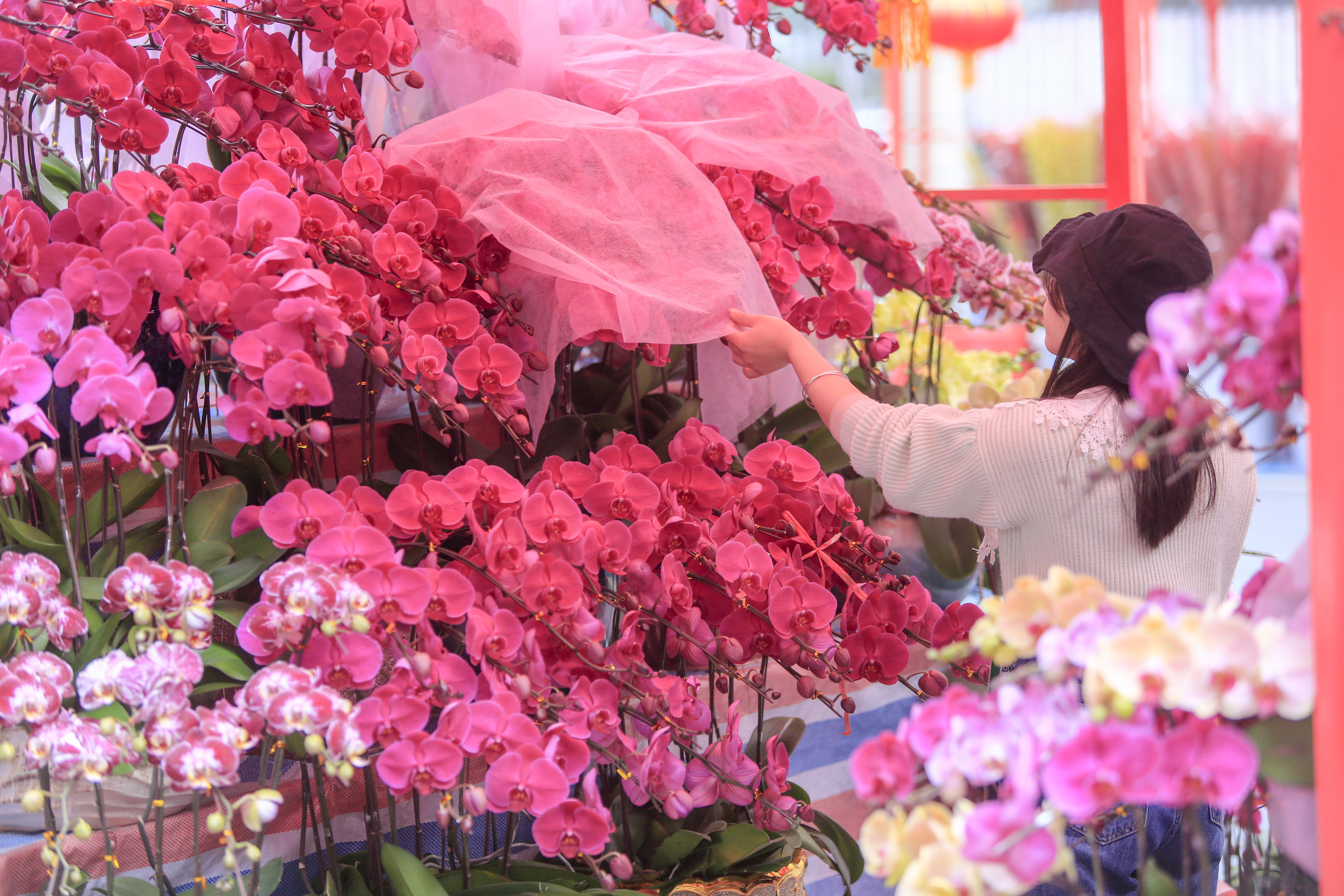 深圳迎春花市开幕,除夕夜可以逛到12点!