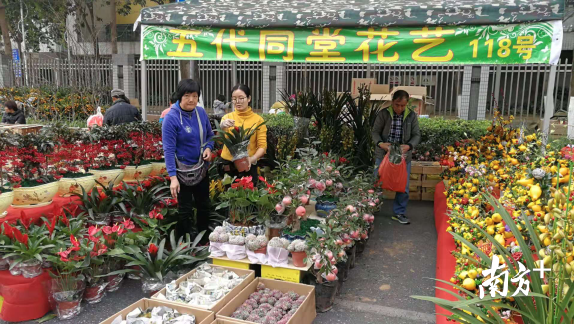 市民在花市挑选适合自己的年花。尹辅华摄