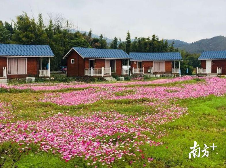 河源市东源县义合镇香溪村阳光绿源生态园。（春季）