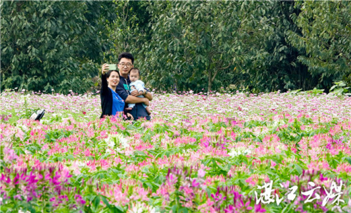 市民在南国热带花园木兰花园花海留影。