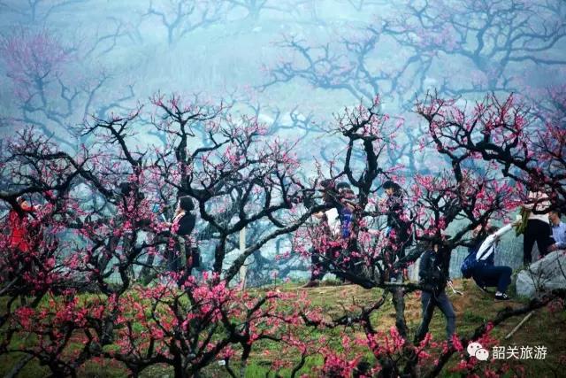 李洞水墨桃花。陈成基 摄 李洞水墨桃花。陈成基 摄