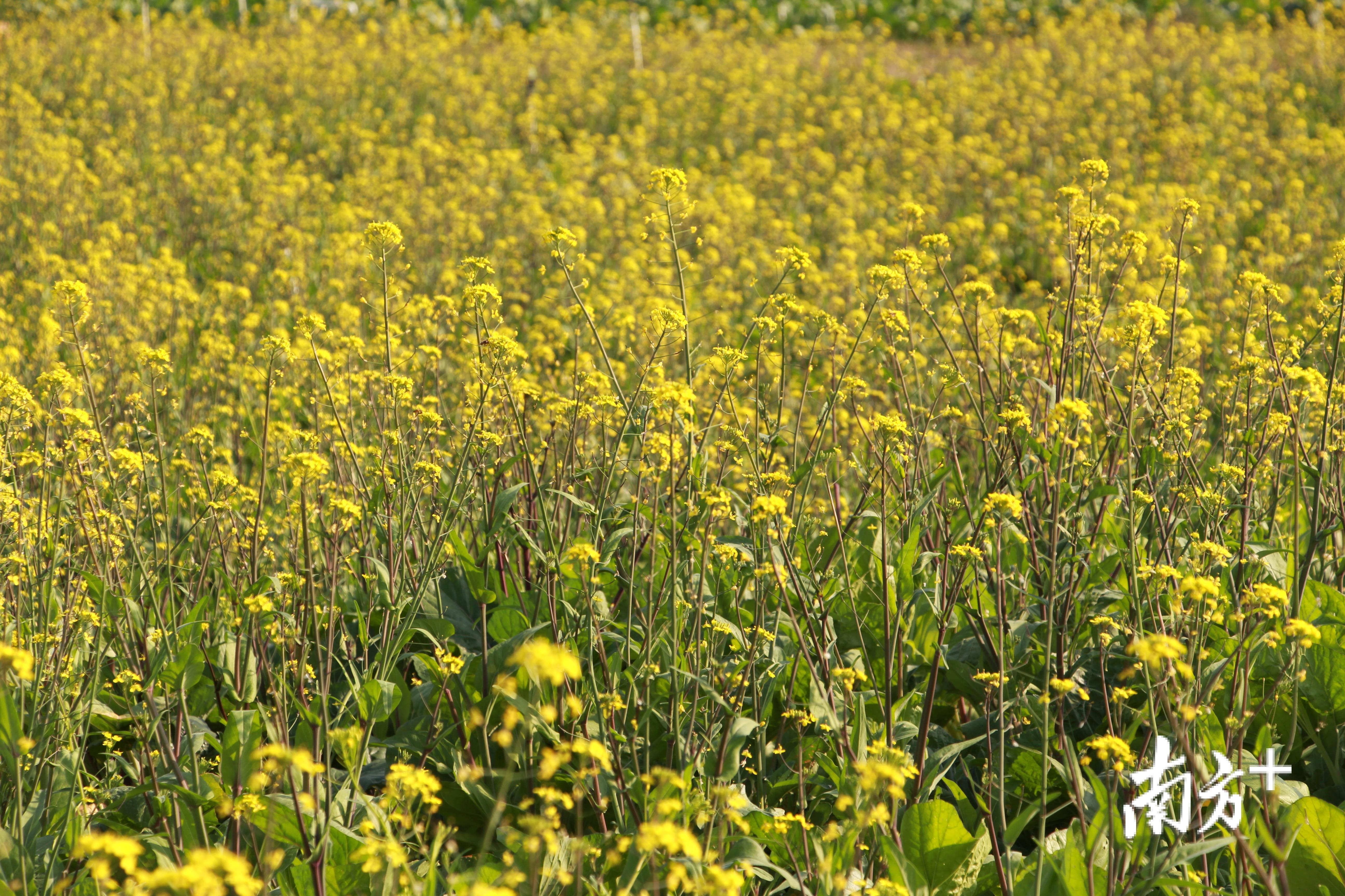 20余亩油菜花即将迎来盛放。