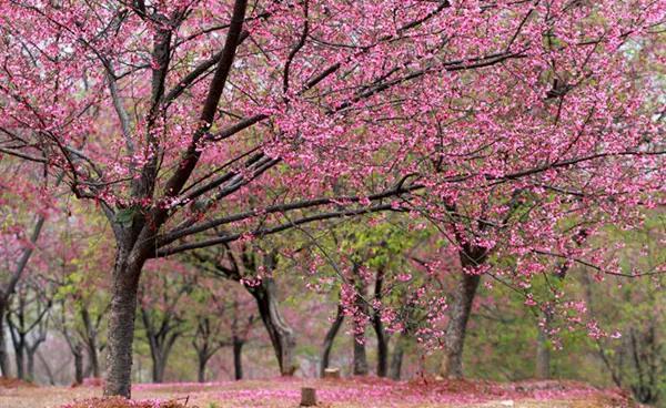 小兔妖妖 摄 小兔妖妖 摄