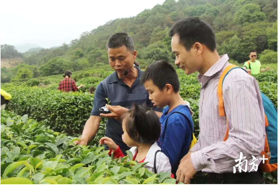 叶贵平在茶园为小朋友讲解茶叶知识。