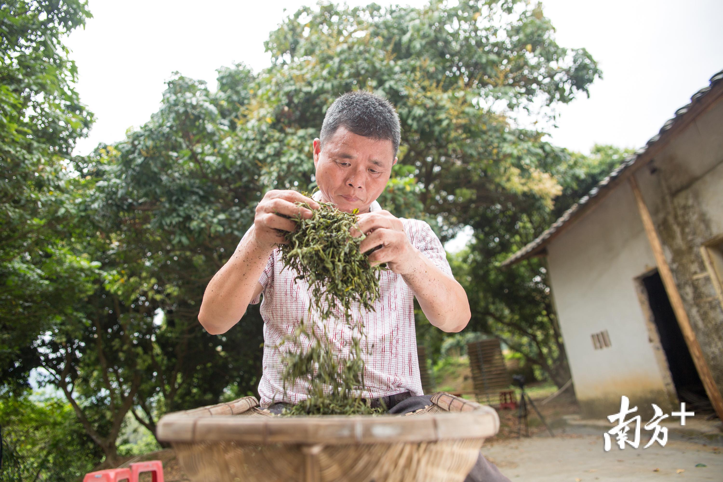 河源市非物质文化遗产桂山茶传统制作技艺传承人叶贵平在制作红茶。
