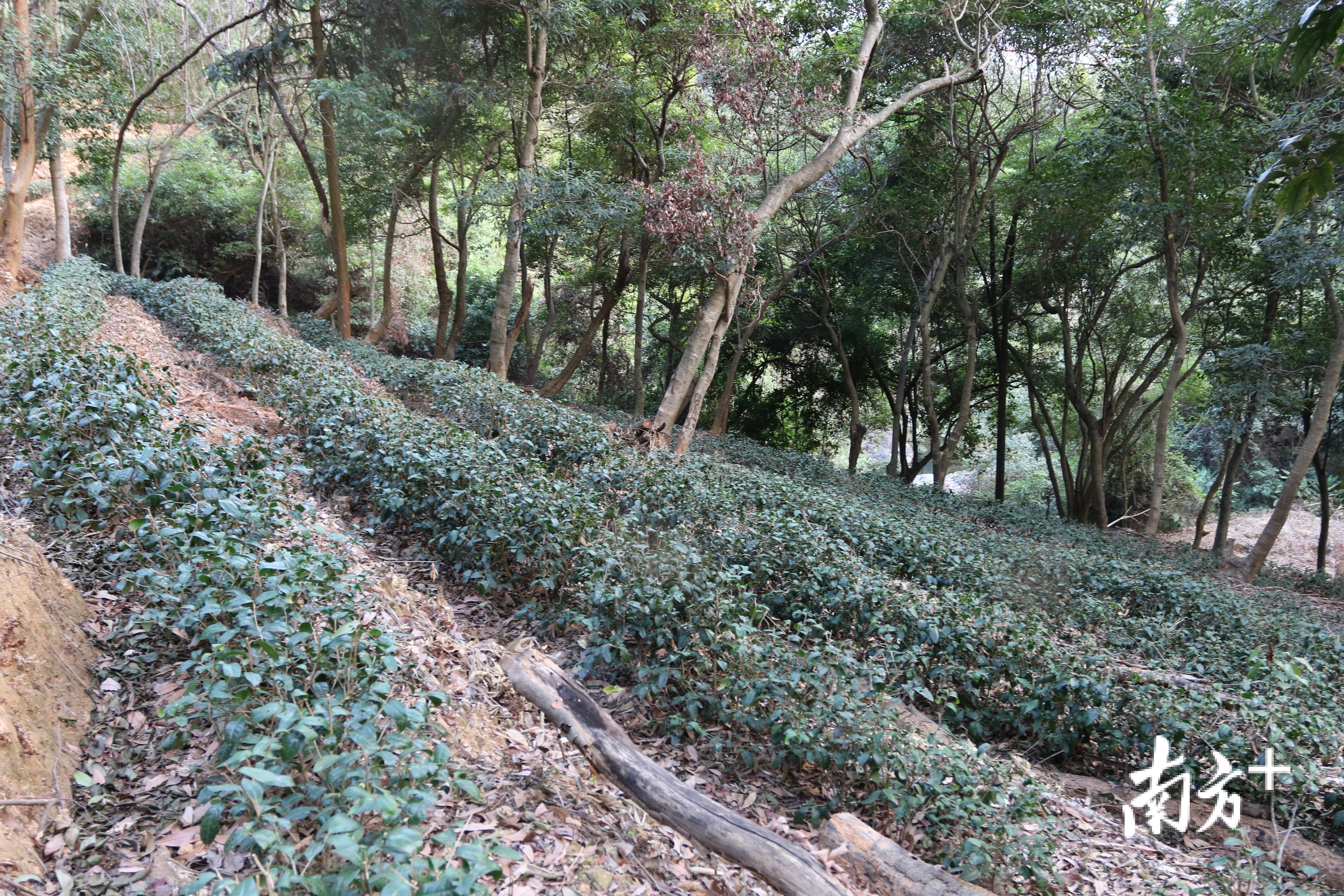 树下套种的金萱茶生长缓慢，两三年仅长至五六十厘米高，但茶的品质非常出众。