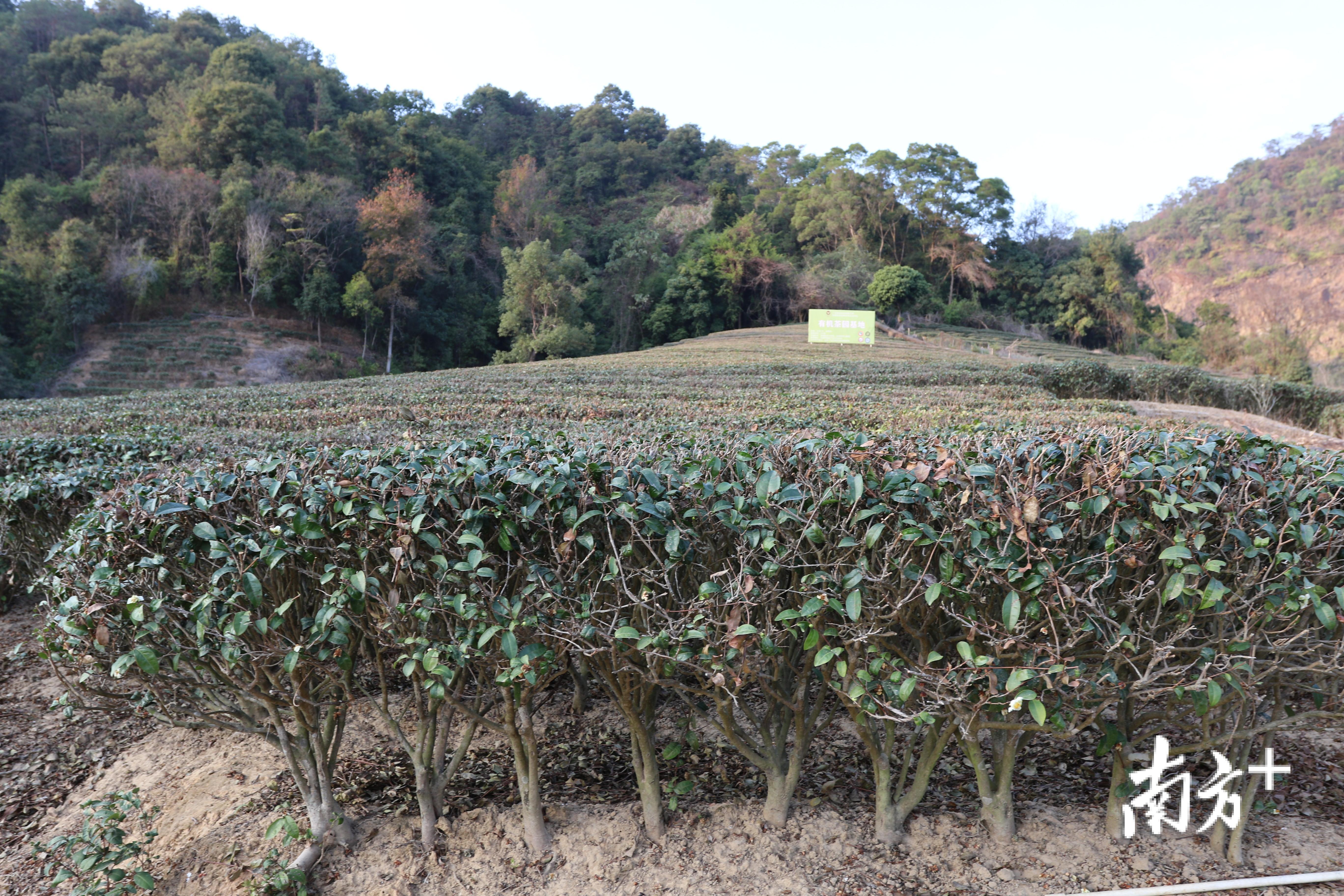 从台湾引进的茶种金萱2号,已在七寨湖基地茶园生长了十二,三年.
