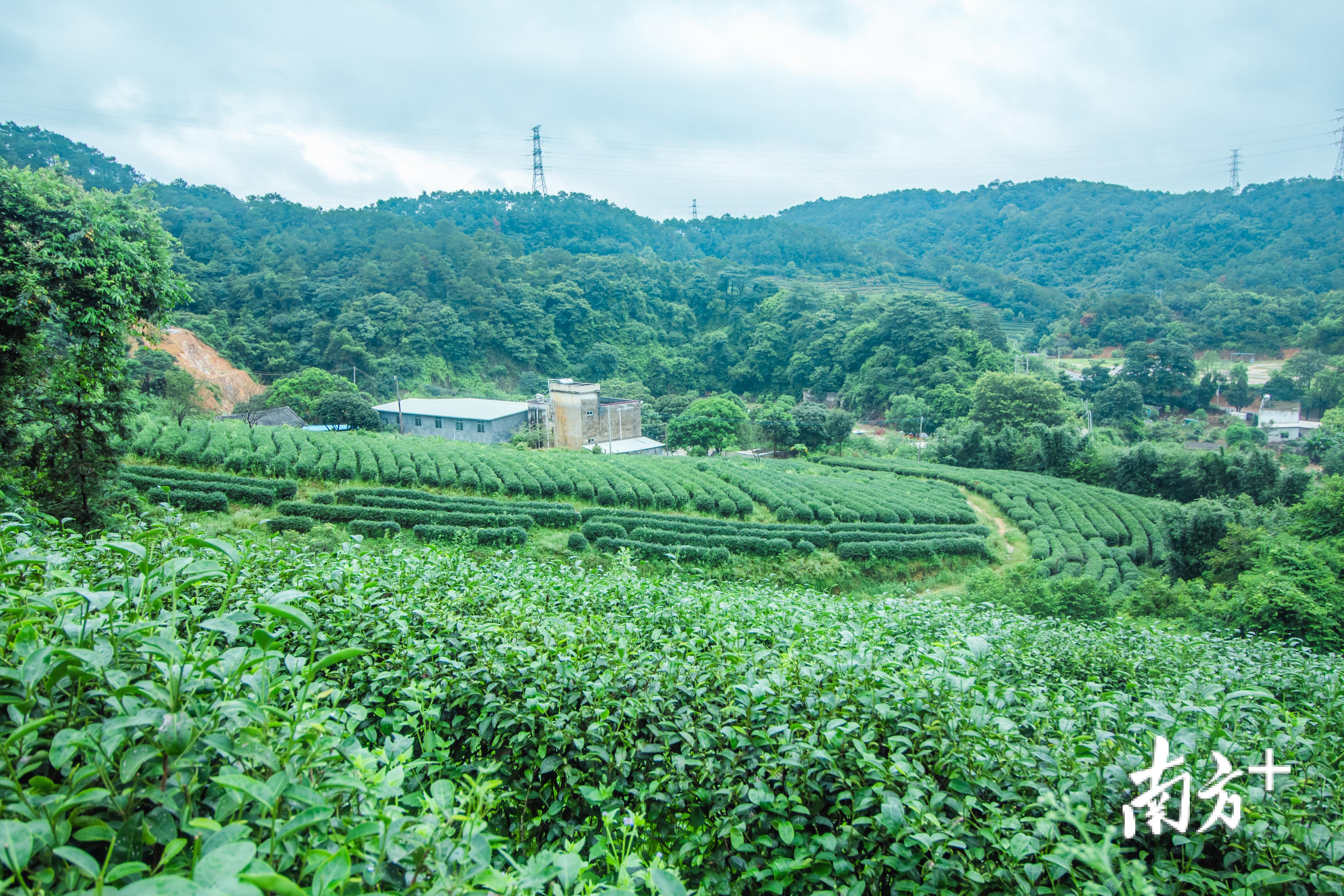 崇志农业生态园七寨湖基地茶园。