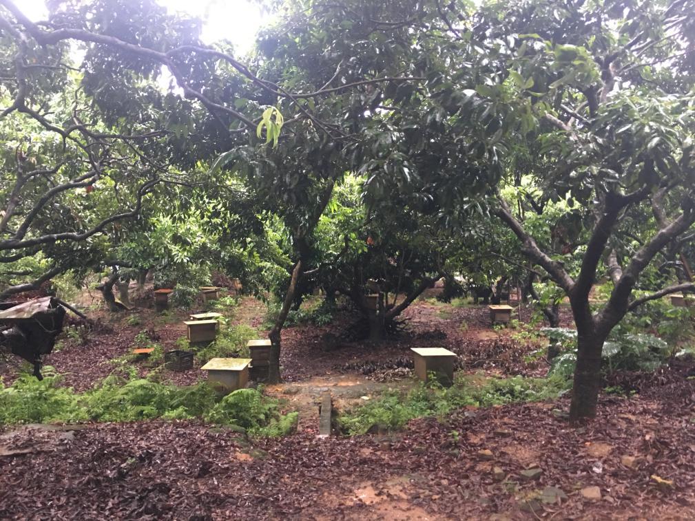 荔枝林养蜂 荔枝林养蜂