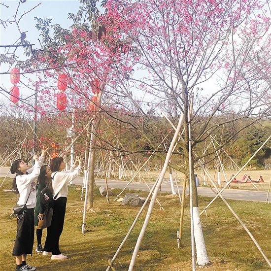 绽放的樱花吸引游客驻足欣赏。