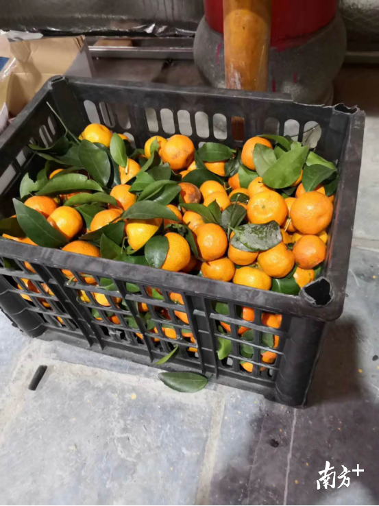 淳朴村民留下一箱砂糖橘。