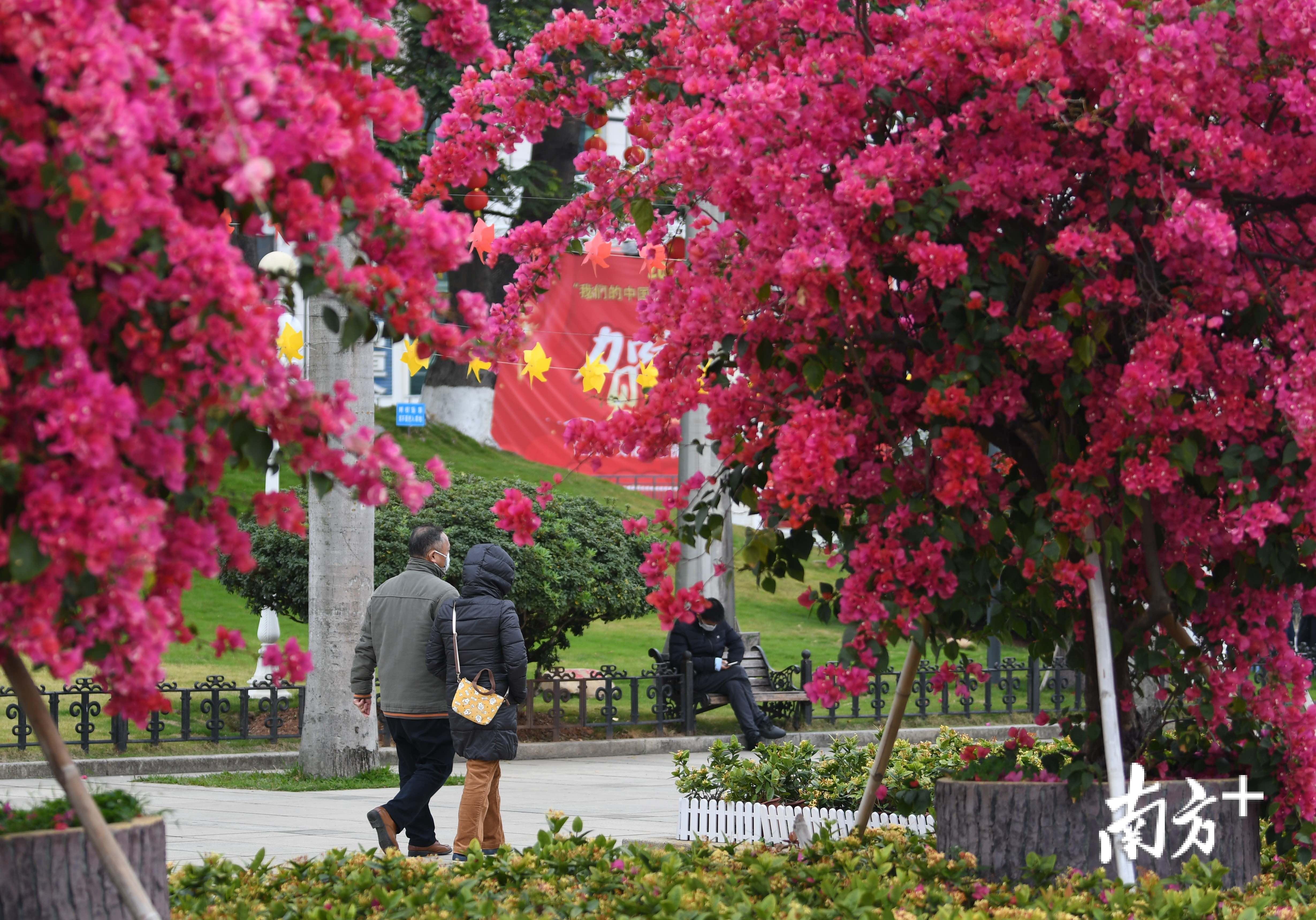 东湖广场,市花勒杜鹃热情绽放,江门市民漫步期间.