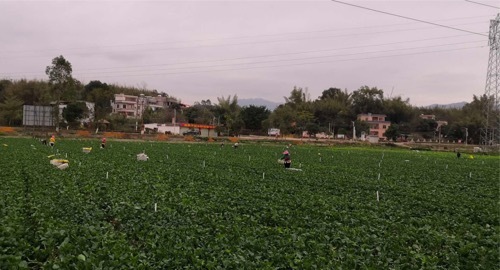 紫金县大部分蔬菜基地恢复正常生产。 紫金县大部分蔬菜基地恢复正常生产。